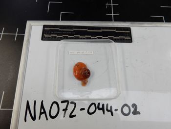 Media type: image; Invertebrate Zoology 139216
